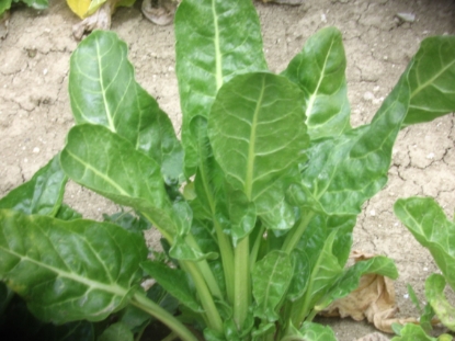 Picture of Leaf Beet - Erbette